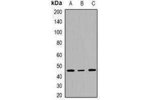 Western blot analysis of INI1 expression in HepG2 (A), Jurkat (B), K562 (C) whole cell lysates. (SMARCB1 anticorps  (C-Term))