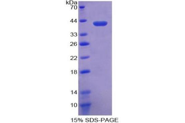 CRYL1 Protéine