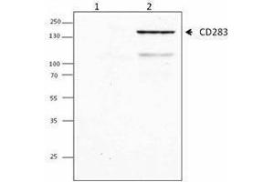 Western Blotting (WB) image for anti-Toll-Like Receptor 3 (TLR3) antibody (ABIN2664507) (TLR3 anticorps)