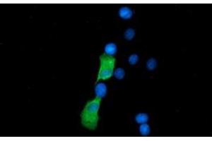 Anti-SSSCA1 mouse monoclonal antibody (ABIN2453694) immunofluorescent staining of COS7 cells transiently transfected by pCMV6-ENTRY SSSCA1 (RC201946). (SSSCA1 anticorps)