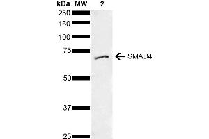 Western blot analysis of Human Cervical cancer cell line (HeLa) lysate showing detection of ~60. (SMAD4 anticorps  (AA 200-300) (Atto 488))