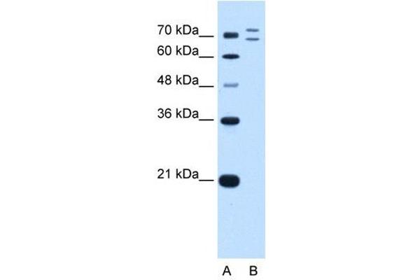 RNF168 anticorps  (C-Term)