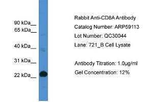 WB Suggested Anti-CD8A  Antibody Titration: 0. (CD8 alpha anticorps  (Middle Region))