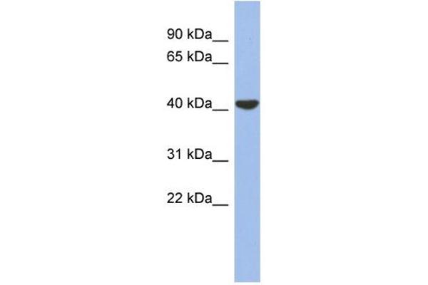 GJD4 anticorps  (Middle Region)