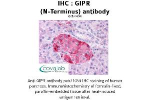 Image no. 1 for anti-Gastric Inhibitory Polypeptide Receptor (GIPR) (Extracellular Domain), (N-Term) antibody (ABIN1734698) (GIPR anticorps  (Extracellular Domain, N-Term))