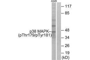 Western Blotting (WB) image for anti-Mitogen-Activated Protein Kinase 14 (MAPK14) (pThr180), (pTyr182) antibody (ABIN1847339) (MAPK14 anticorps  (pThr180, pTyr182))
