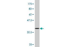 Western Blot detection against Immunogen (37. (PURA anticorps  (AA 183-292))