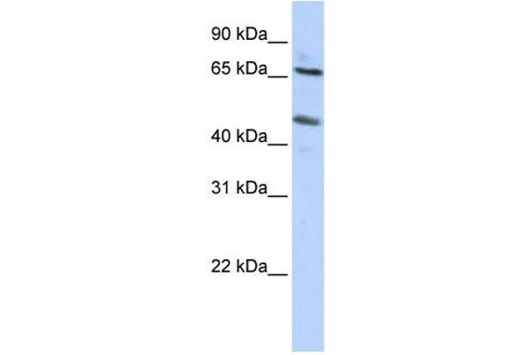 SLC26A10 anticorps