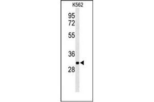 Western blot analysis of PGP Antibody (N-term) in K562 cell line lysates (35ug/lane). (PGP anticorps  (N-Term))