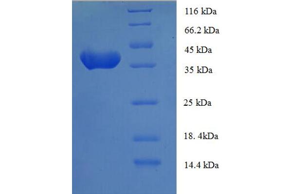 ANAPC15 Protein (AA 1-121, full length) (GST tag)