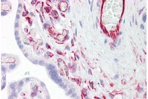 Anti-SIRPA antibody IHC staining of human placenta. (SIRPA anticorps  (AA 451-500))