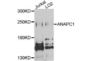 Western blot analysis of extracts of various cell lines, using ANAPC1 antibody (ABIN1870966) at 1:1000 dilution. (APC1 anticorps)