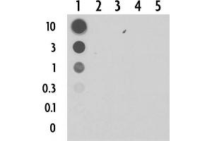 Dot blot of 5-Carboxylcytosine pAb. (5-Carboxylcytosine anticorps)