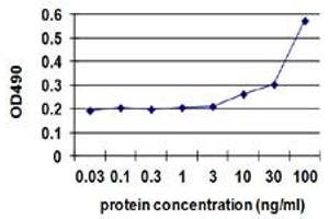 Sandwich ELISA detection sensitivity ranging from 10 ng/ml to 100 ng/ml. (MYOC (Humain) Matched Antibody Pair)