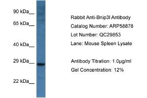 Western Blotting (WB) image for anti-BCL2/adenovirus E1B 19kDa Interacting Protein 3-Like (BNIP3L) (Middle Region) antibody (ABIN786017) (BNIP3L/NIX anticorps  (Middle Region))