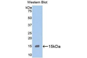 Western Blotting (WB) image for anti-Myeloperoxidase (MPO) (AA 165-278) antibody (ABIN3201466) (Myeloperoxidase anticorps  (AA 165-278))
