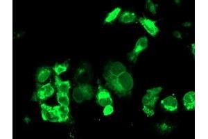 Anti-TFR2 mouse monoclonal antibody (ABIN2455729) immunofluorescent staining of COS7 cells transiently transfected by pCMV6-ENTRY TFR2 (RC220060). (Transferrin Receptor 2 anticorps)