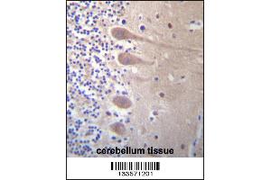 ZNF764 Antibody immunohistochemistry analysis in formalin fixed and paraffin embedded human cerebellum tissue followed by peroxidase conjugation of the secondary antibody and DAB staining. (ZNF764 anticorps  (AA 84-113))