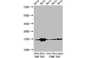 Western Blot Positive WB detected in: Hela cell acid extracts treated by NaB All lanes: HIST1H3A antibody at 1 μg/mL Secondary Goat polyclonal to rabbit IgG at 1/50000 dilution Predicted band size: 16 kDa Observed band size: 16 kDa (HIST1H3A anticorps  (acLys23))