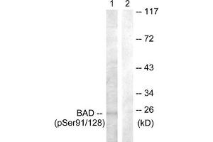 Western blot analysis of extracts from COS7 cells treated with TNF-a using BAD (Phospho-Ser91/128) Antibody. (BAD anticorps  (pSer91, pSer128))