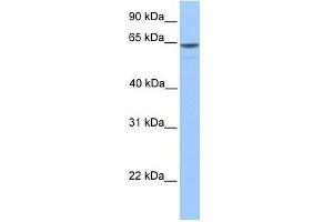 KIAA1958 antibody used at 1 ug/ml to detect target protein. (KIAA1958 anticorps  (C-Term))