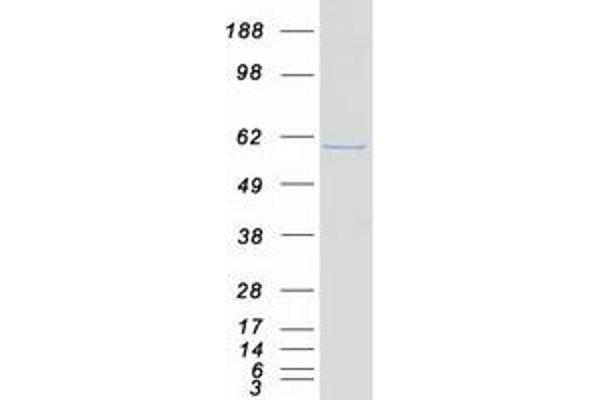 NAB1 Protein (Myc-DYKDDDDK Tag)