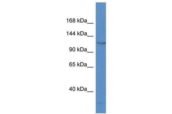 FAM120C anticorps  (N-Term)