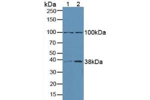 Figure. (ERK1 anticorps  (AA 75-312))