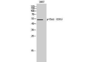 Western Blotting (WB) image for anti-Checkpoint Kinase 1 (CHEK1) (pSer301) antibody (ABIN3179597) (CHEK1 anticorps  (pSer301))