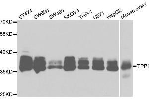 Western blot analysis of extracts of various cell lines, using TPP1 antibody. (TPP1 anticorps)