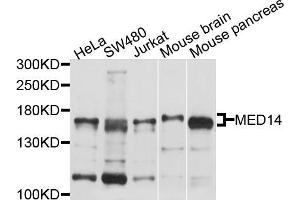 Western blot analysis of extracts of various cell lines, using MED14 antibody (ABIN5998200) at 1/1000 dilution. (MED14 anticorps)