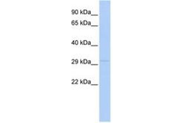 LYPD4 anticorps  (N-Term)