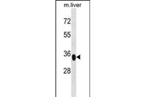 YIPF3 Antibody (C-term) (ABIN1537071 and ABIN2848614) western blot analysis in mouse liver tissue lysates (35 μg/lane). (YIPF3 anticorps  (C-Term))