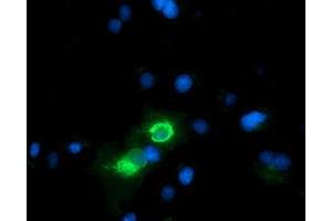 Anti-CD80 mouse monoclonal antibody (ABIN2452893) immunofluorescent staining of COS7 cells transiently transfected by pCMV6-ENTRY CD80 (RC206540). (CD80 anticorps)