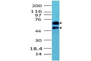 Image no. 1 for anti-Cell Division Cycle 25 Homolog A (S. Pombe) (CDC25A) (AA 102-424) antibody (ABIN5027102) (CDC25A anticorps  (AA 102-424))