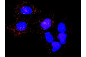 Proximity Ligation Analysis of protein-protein interactions between PLK1 and PKMYT1. (PLK1 anticorps  (AA 1-603))