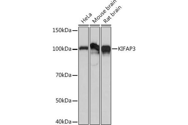 KIFAP3 anticorps