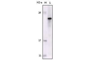 Western blot analysis using FES mouse mAb against truncated FES recombinant protein. (FES anticorps)