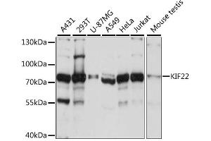 Western blot analysis of extracts of various cell lines, using KIF22 antibody. (KIF22 anticorps)