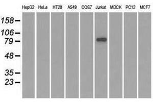 Image no. 2 for anti-SATB Homeobox 1 (SATB1) antibody (ABIN1500812) (SATB1 anticorps)
