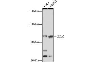 Western blot analysis of extracts of various cell lines, using GCLC Rabbit mAb (ABIN1680604, ABIN3018993, ABIN3018994 and ABIN7101696) at 1:1000 dilution. (GCLC anticorps)
