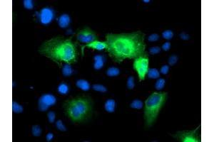 Immunofluorescence (IF) image for anti-ATG3 Autophagy Related 3 (ATG3) antibody (ABIN1496763) (ATG3 anticorps)