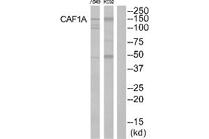 Western blot analysis of extracts from K562 cells and A549 cells, using CAF1A antibody. (CHAF1B anticorps  (Internal Region))
