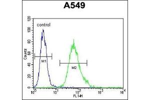 Flow Cytometric analysis of A549 cells using SCEL Antibody (Center) Cat. (SCEL anticorps  (Middle Region))