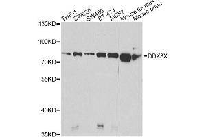 Western blot analysis of extracts of various cell lines, using DDX3X Antibody. (DDX3X anticorps)