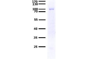 PTPN9 Protein (AA 1-593) (GST tag)