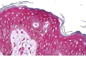 Anti-RET antibody IHC staining of human skin. (Ret Proto-Oncogene anticorps  (AA 152-182))
