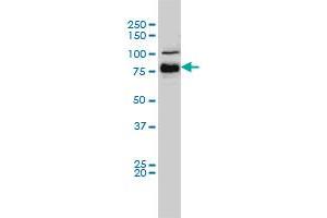 BRAF monoclonal antibody (M01), clone 3C6 Western Blot analysis of BRAF expression in Hela S3 NE . (BRAF anticorps  (AA 346-445))