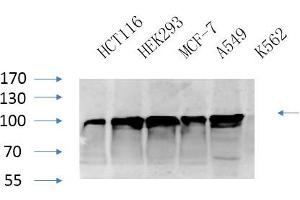 Western Blotting (WB) image for anti-Calnexin (CANX) (Ser583) antibody (ABIN5956269) (Calnexin anticorps  (Ser583))