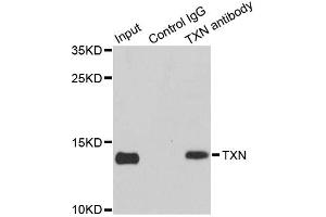 Immunoprecipitation analysis of 150ug extracts of MCF7 cells using 3ug TXN antibody (ABIN2737783). (TXN anticorps)